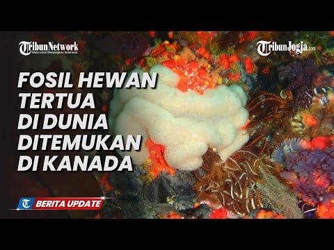 FOSIL HEWAN TERTUA DI DUNIA DITEMUKAN DI KANADA