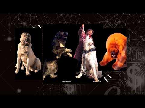 Strongest & Most Powerful Dog Breeds🔥