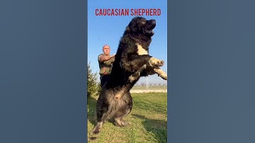 Strongest & Most Powerful Dog Breeds🔥