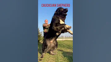 Strongest Most Powerful Dog Breeds 