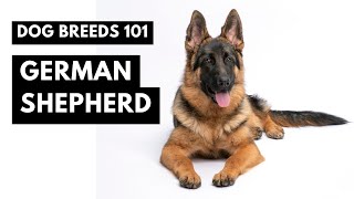German Shepherd 101: ALL About GSDs!