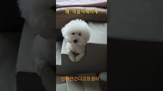 산책가자고 표정이...#shorts