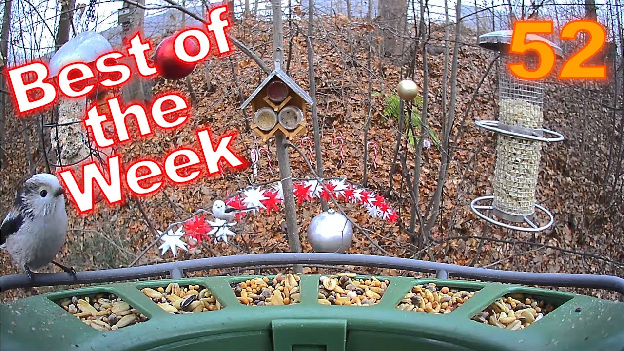 Best of the Week 52 - 2025