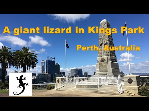 A giant lizard in Western Australia