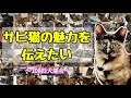 100匹のさびねこが魅力を伝えます！ 人気急上昇中のさび猫　100 tortoiseshell cats convey their charm　【サビ猫の魅力を伝えたい】