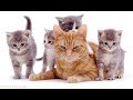 Funny Cats 11