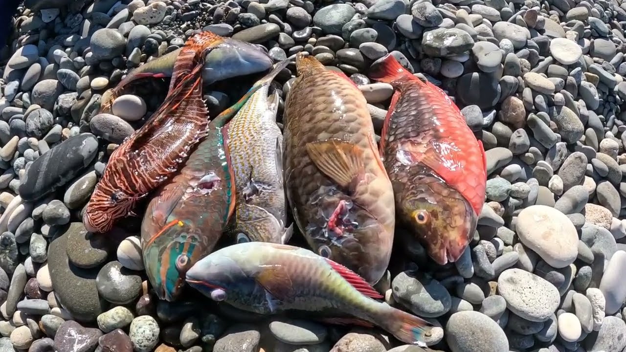 ПЕРВЫЙ ДЕНЬ ВОЗВРАЩЕНИЯ В МОРЕ. БУРНАЯ ВОДА И СИЛЬНОЕ ТЕЧЕНИЕ. ОХОТА НА УЖИН ПОСЛЕ УРАГАНА «МЕЛИС...