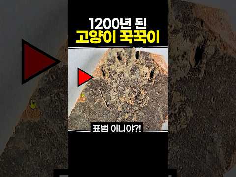 1200년 된 고양이 <strong>꾹꾹이</strong>