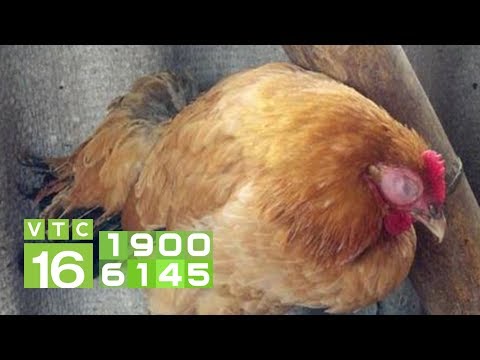 Video Gà bị bệnh E.coli ghép thương hàn, cách trị hiệu quả |... - youtube