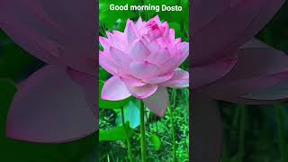 good morning status lotus flower photo Kamal phool ki photo Neeraj Kashyap ji ki video
