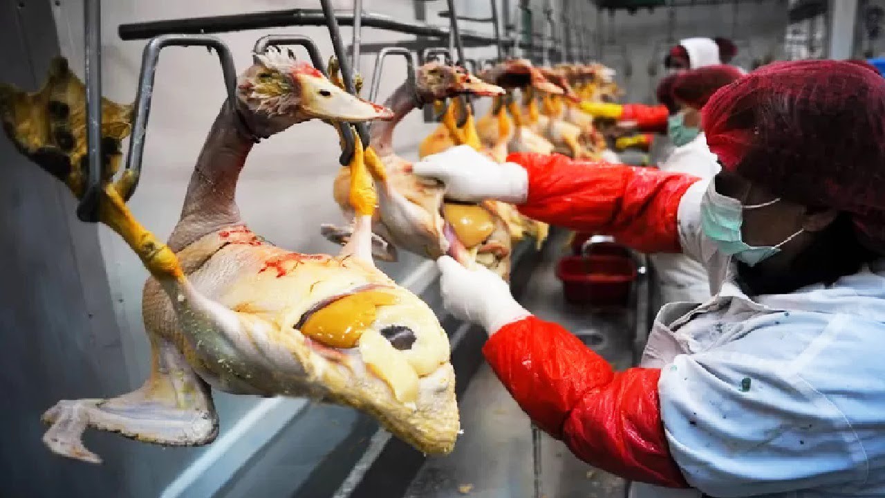 ⁣Amazing Goose Farming Technology Produces Meat and Foie Gras 🦢 - Foie Gras processing in Factory