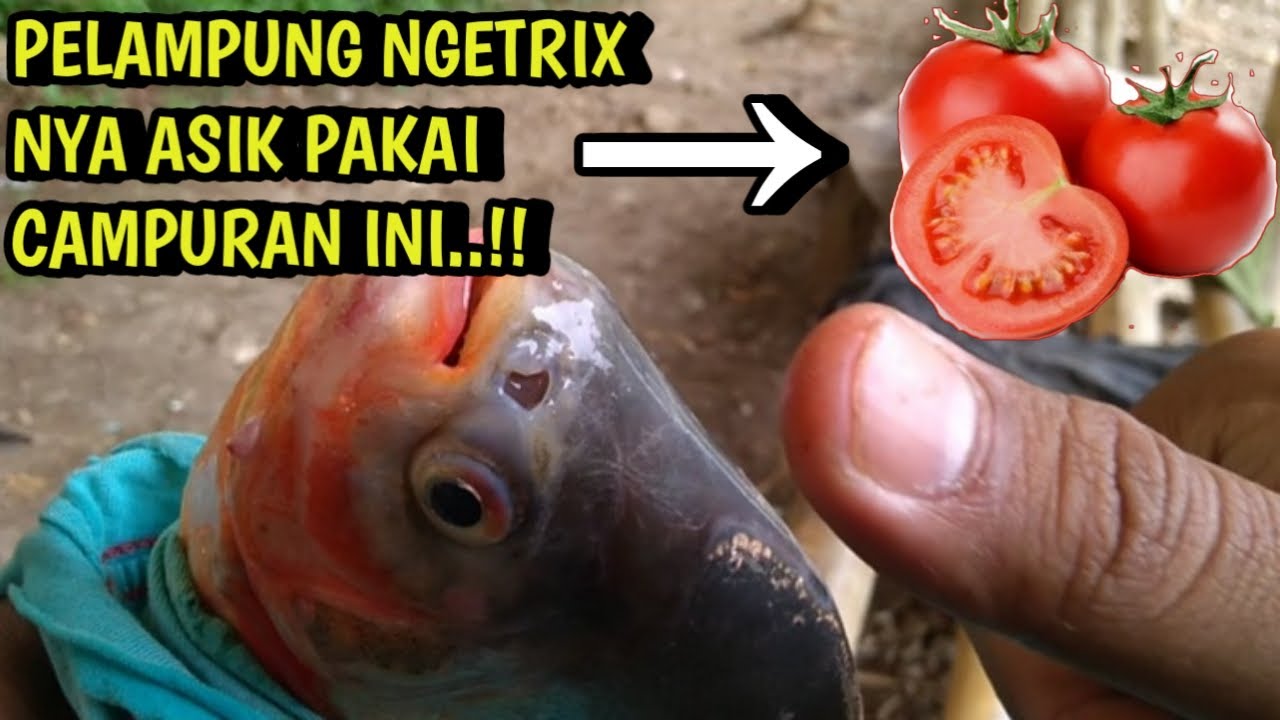 LANGSUNG TEST...!! MANCING BAWAL PAKAI RACIKAN TOMAT  NGGA BUTUH WAKTU LAMA | NEKAD MANCING