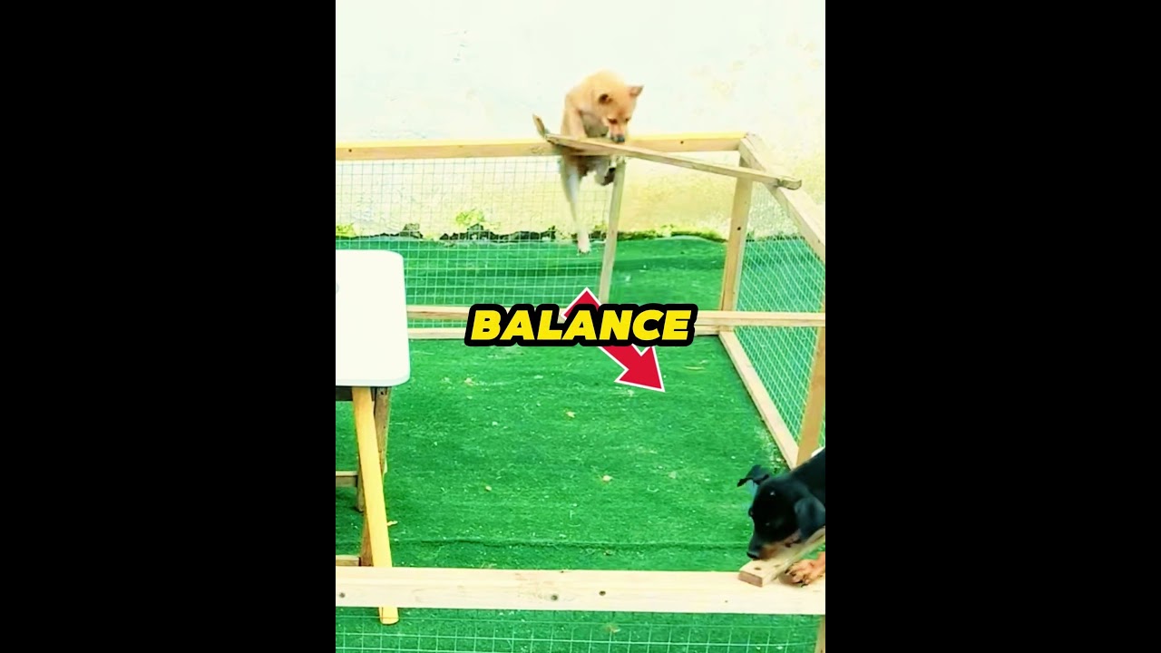 The Smartest Dog Won the Challenge 🧠🐶 