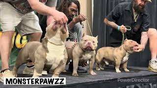 King Of The Ring Bully Dog Stack-Off