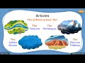 Understanding Articles in English Grammar