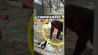Chimps Freaking out over Prosthetic Leg #shorts