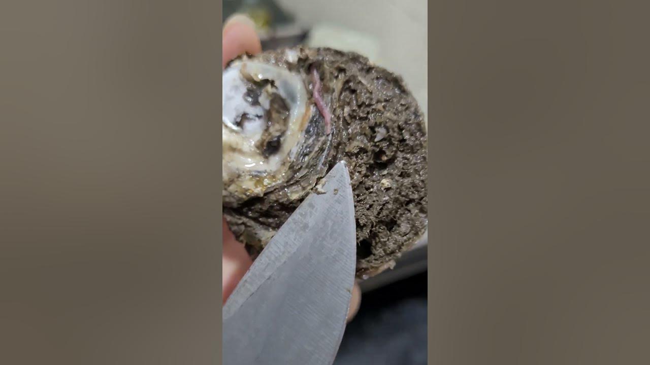 🦪 В устрицах нашли червей. Черви живут в ракушке. Шок контент! Как вы ...