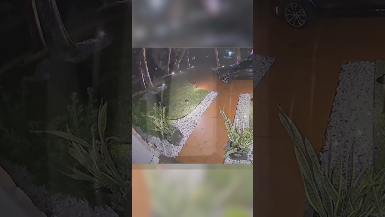 Bear beats residents to taco delivery #Shorts