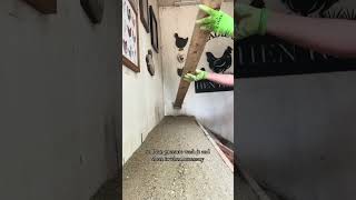 Tips for a low maintenance chicken coop! 🐓✨👏🏼 #tips #low #maintenance #coop #farmlife #fyp