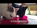 【官方】CIAO啾噜MV「欢乐啾噜！」（いなば食品グループ）