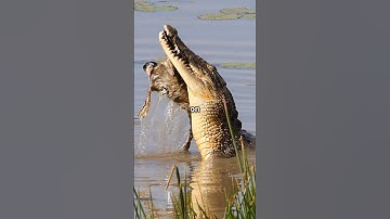 Saltwater Crocodiles Are LAND PREDATORS Too 🐊