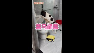 一天最放松的时光就是洗脚#养狗日常 #狗子技能 #狗子成精了 #史宾格