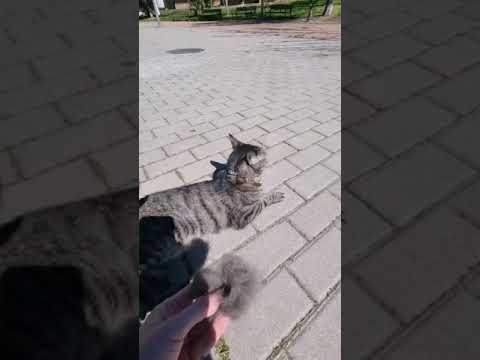 Video: ¿Por Qué Mi Gato Pierde Su Pelo?