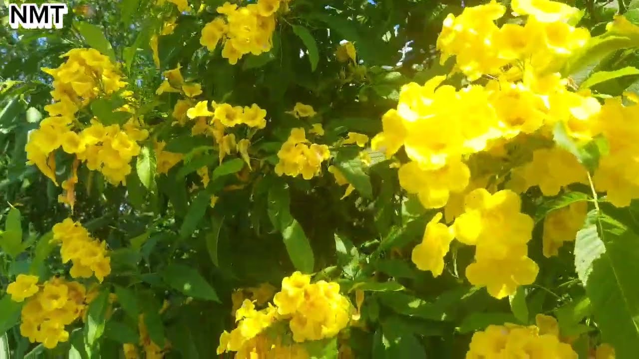 CẢNH ĐẸP TRÊN ĐƯỜNG QUÊ. 