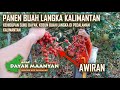 Hanya Tumbuh di Pedalaman! Kami Panen Buah Awiran & Untit di Hutan Kalimantan