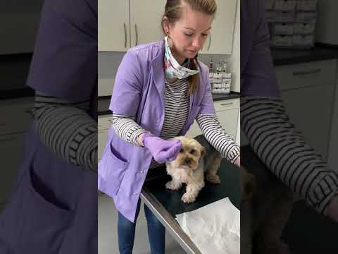 Video: Wie erkenne ich, ob mein Hund eine Analdrüsenreinigung benötigt?