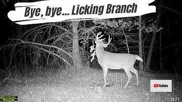 11-Point Buck Breaks the Licking Branch | Trail Cam Video