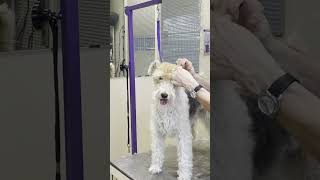 Wirefox Hand Strip #dog #haircut #wirefoxterrier