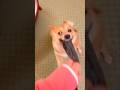 最悪な遊びをするポメ柴