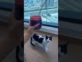 BREAKFAST/ LUNCH #breakfast #mycat #lunch #yummy #delicious #share
