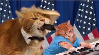 Vote Keyboard Cat!