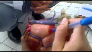 Plastination of Heart By DrZahra..mp4