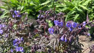 Heaven Scent Polemonium