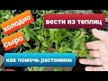 Вести из теплиц/ Помощь растениям в холодной теплице/Подкормки, обработки/Рассада цветов - обзор