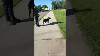 I lost my dog! #youtubeshorts #funny #puglife