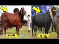 Most Biggest And Expensive Bulls in The World In Hindi/Urdu | Biggest And Heavy Bulls For Qurbani