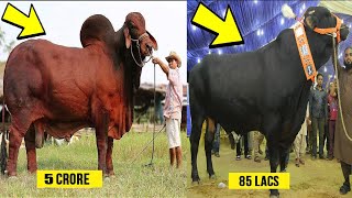 Most Biggest And Expensive Bulls in The World In Hindi/Urdu | Biggest And Heavy Bulls For Qurbani