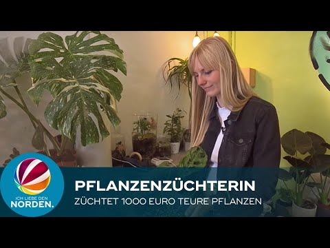 Video: Interessante Zimmerpflanzen-Zierpflanzen – Anbau von Zierpflanzen als Zimmerpflanzen