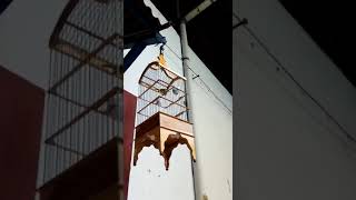 pleci ngebrem ,pleci tembakan rapet ,pleci isian ciblek