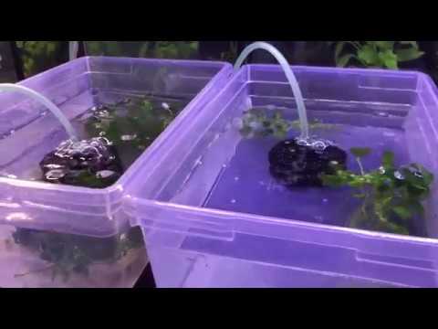 How to breed: Killifish Fundulopanchax gardneri Albino