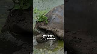 The Enigmatic World of Turtles: Exploring the Unique Life of Ancient Reptiles