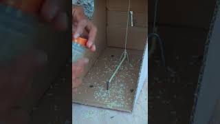 Quick bird trap Easy technique quail trap using cardboard box #shorts #diy trap
