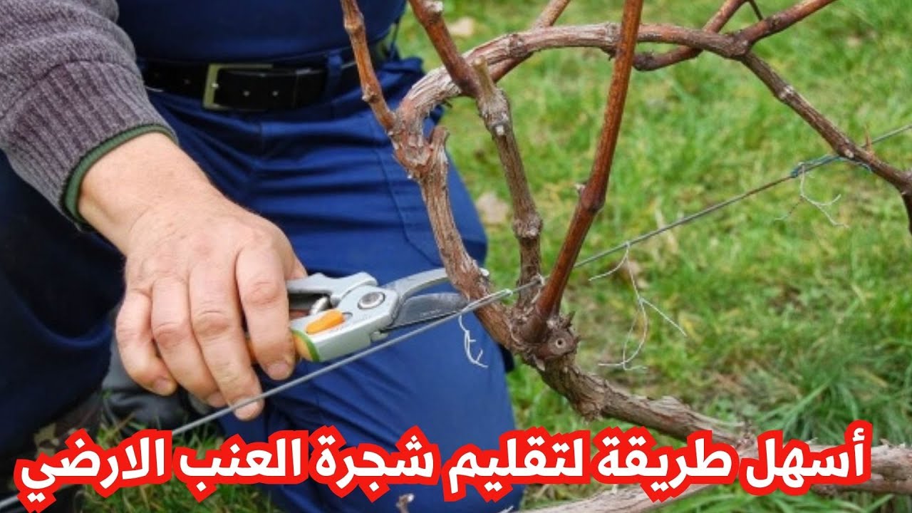 أسهل طريقة لتقليم شجرة  العنب الارضي ( الزاحف) بطريقة علمية عالمية، تابع الفيديو ..