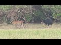 Sloth bear tries to scare off male leopard