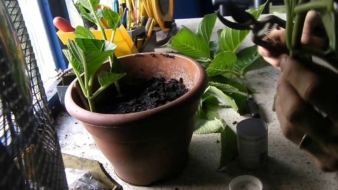 How Long Does It Take For Hydrangea Cuttings To Root In Water
