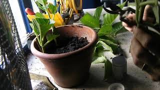 How to take Hydrangea Cuttings